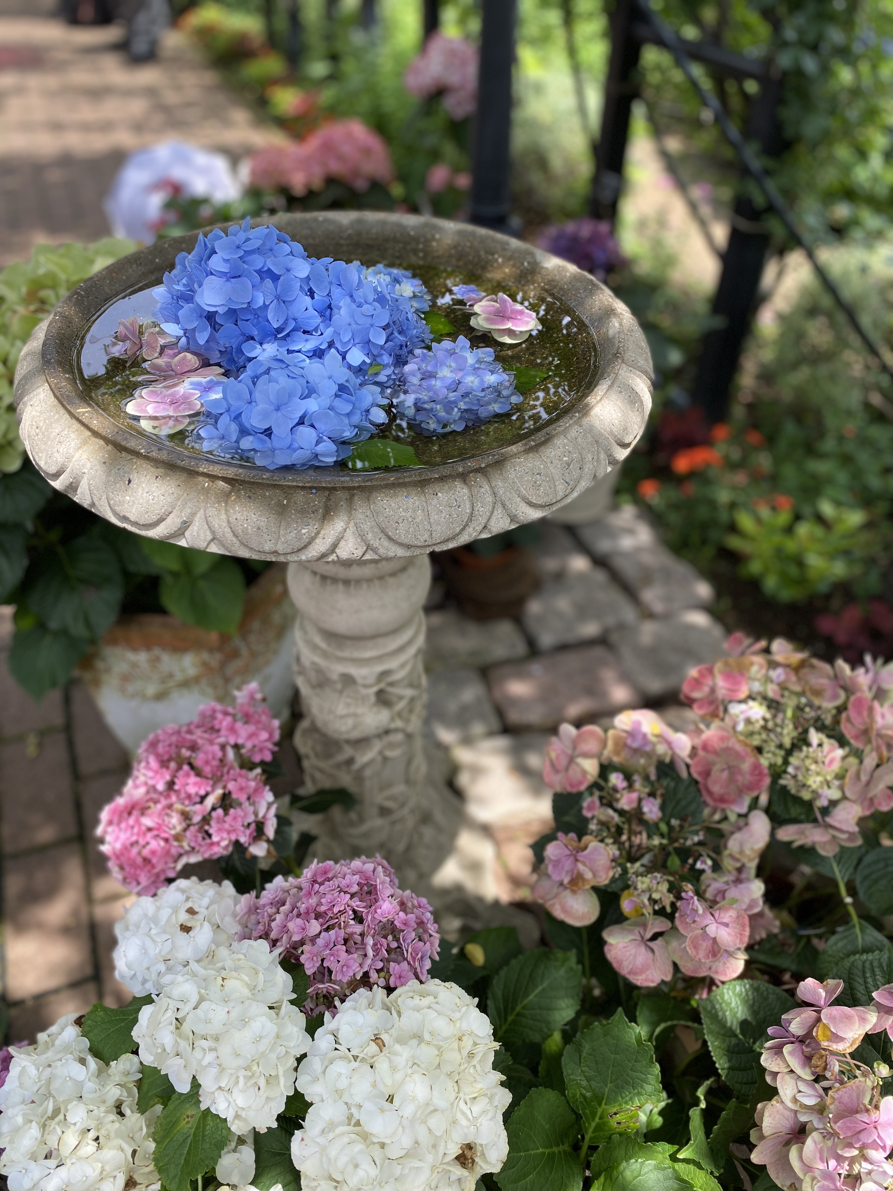 ユーカリ紫陽花ガーランド ユーカリ紫陽花ガーランド ユーカリ紫陽花ガーランド 楽天市場