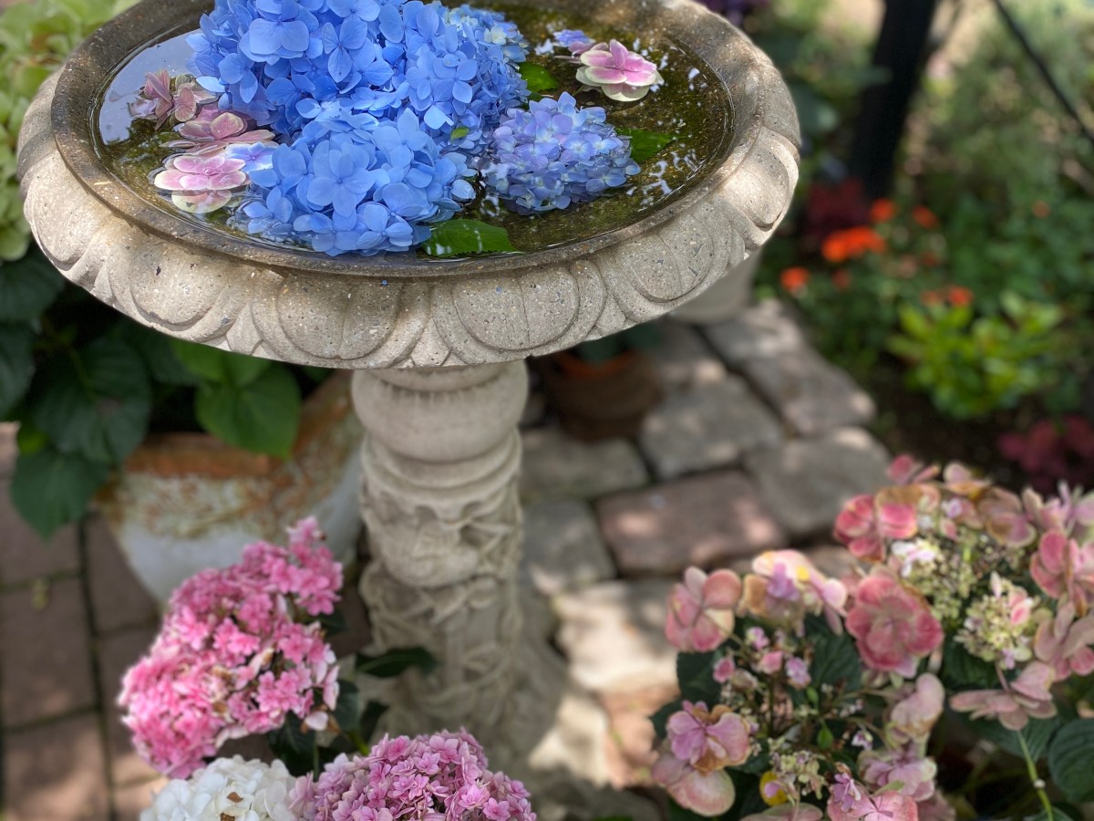 横浜イングリッシュガーデン｜紫陽花の季節